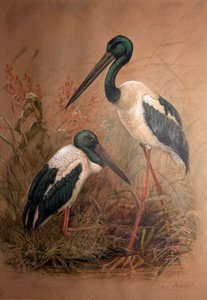 Svarthalsad stork (Xenorhynchus australis), 1856-67